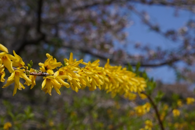 京都府立植物園_2024-04　No5