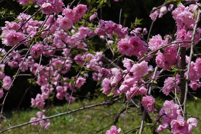 京都府立植物園_2024-04　No7