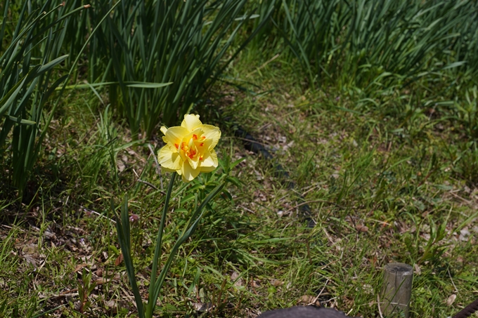 京都府立植物園_2024-04　No9