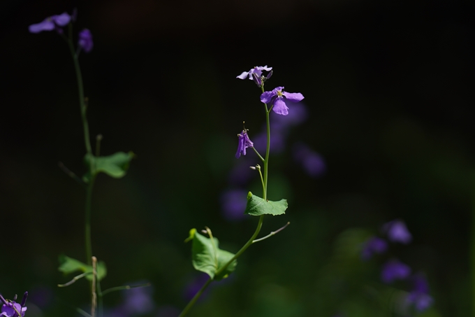 京都府立植物園_2024-04　No20