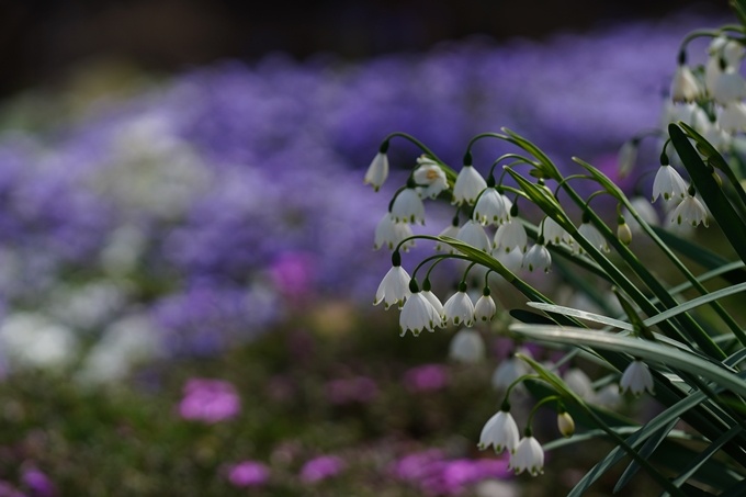 京都府立植物園_2024-04　No27