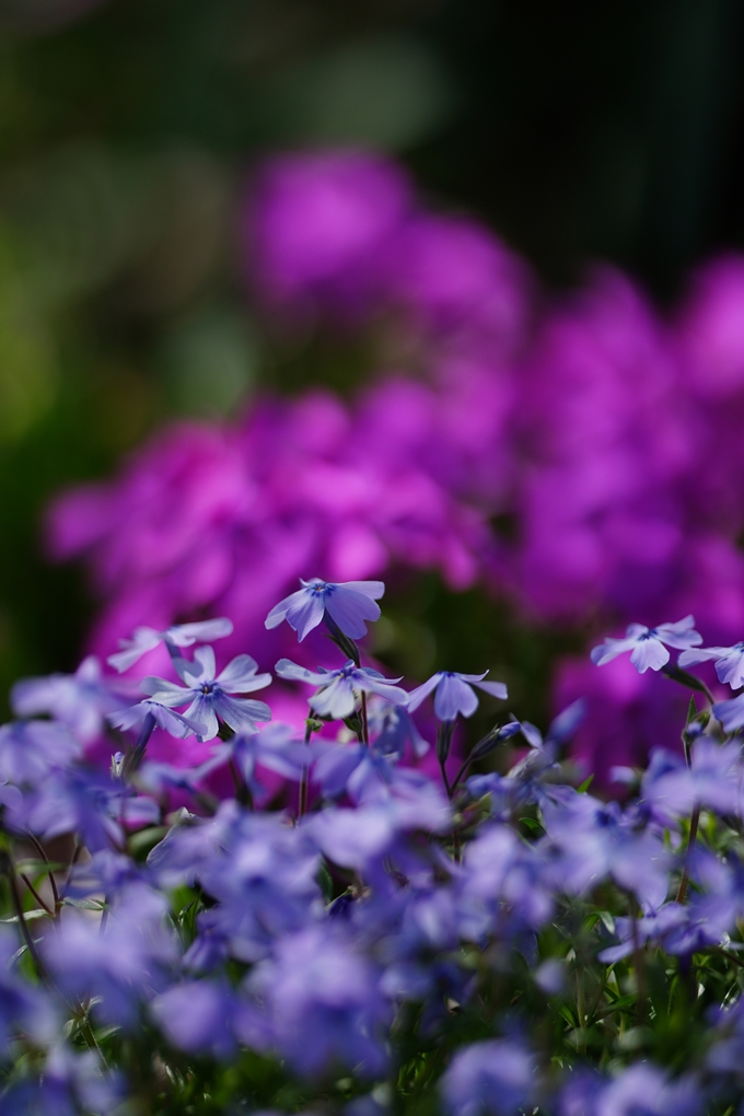 京都府立植物園_2024-04　No28