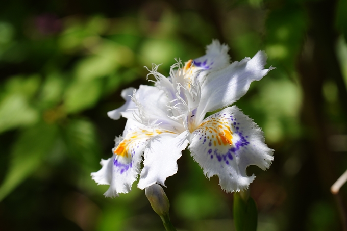 京都府立植物園_2024-04　No31