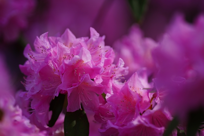 京都府立植物園_2024-04　No32