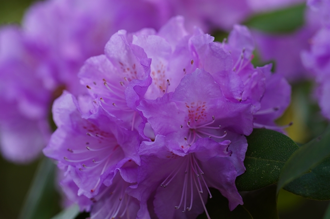 京都府立植物園_2024-04　No33