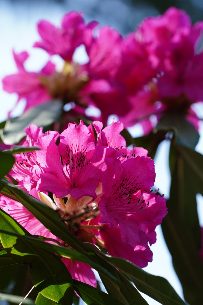 京都府立植物園_2024-04　No34