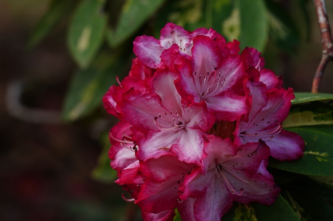 京都府立植物園_2024-04　No35