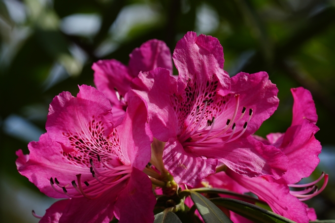 京都府立植物園_2024-04　No36